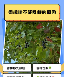 香樟树为什么生长慢