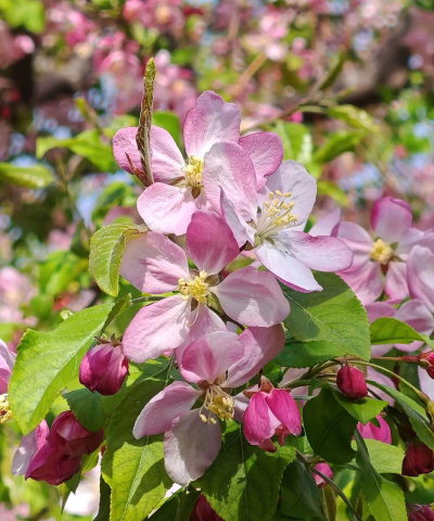 西府海棠开花什么香味