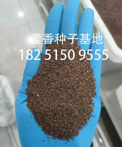 藿香蓟什么时候播种