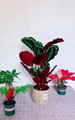 家庭养花用生根粉