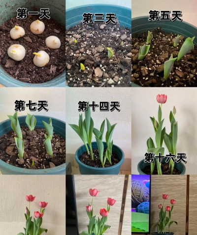 家庭养花用生根粉