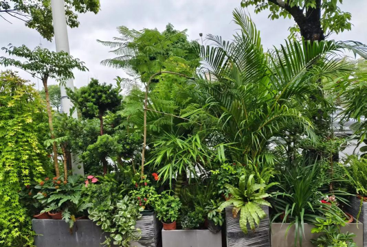 家庭养花用生根粉