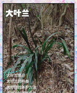 大叶花叫什么兰