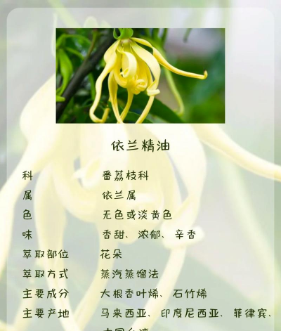 依兰花的寓意是什么