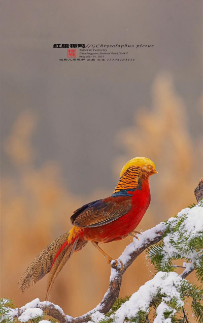 冬季锦鸡如何放音