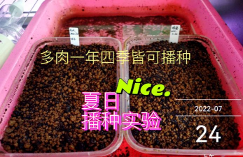 景天种子如何收集