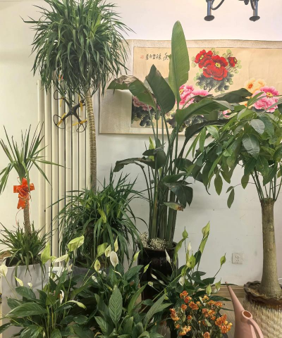 家庭养花用生根粉