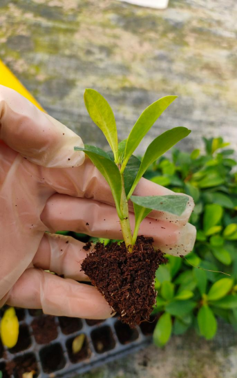家庭养花用生根粉