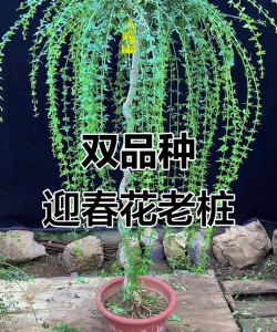 迎春嫁接什么树能成活