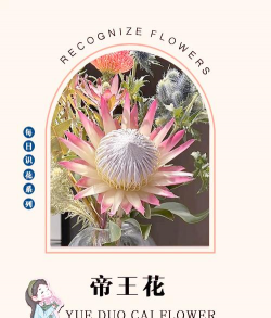 南非帝王花怎么养