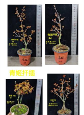 日本红枫如何芊插