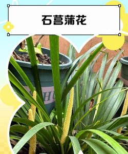 石菖蒲花是什么颜色