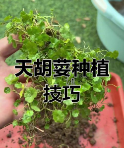 如何种植天胡荽