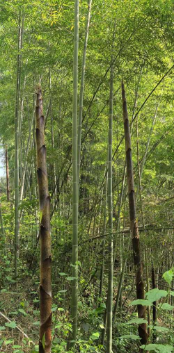 竹子分毛竹和什么竹