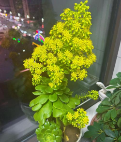 绿法师的花语是什么