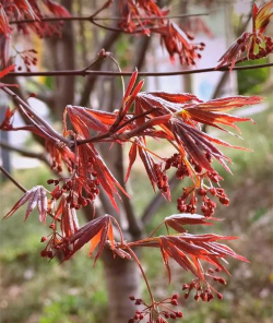 槭树梢是什么意思