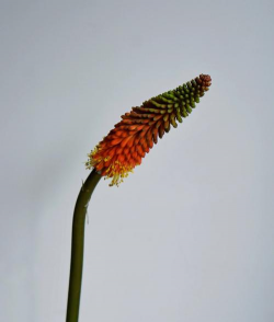 如何种植火把莲