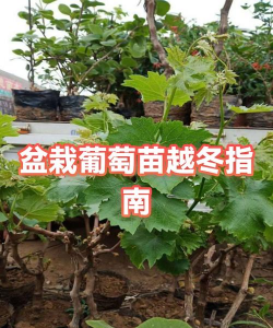 葡萄秧冬天怎么过冬