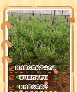 如何辨别羽叶薰衣草