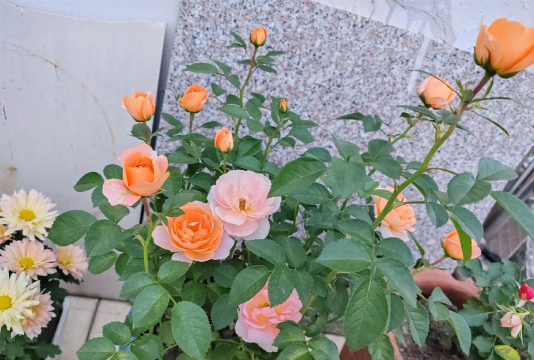 家庭养花用生根粉