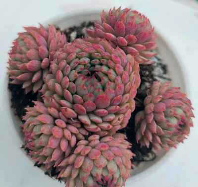 新版小红衣怎么养