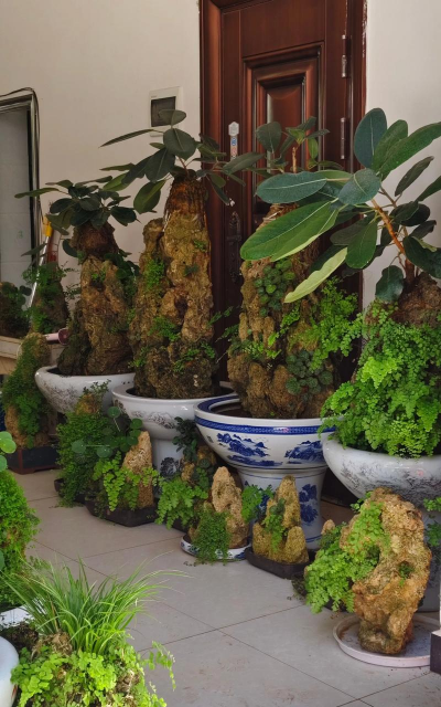 家庭养花用生根粉