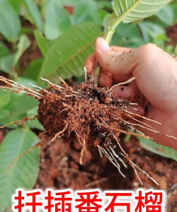 家庭养花用生根粉