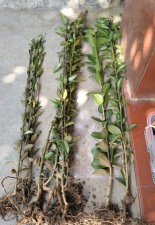 家庭养花用生根粉