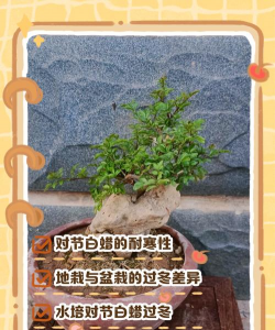 盆景白蜡冬天怎么过冬