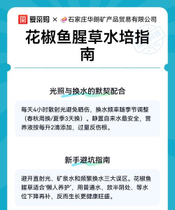 如何水培鱼腥草