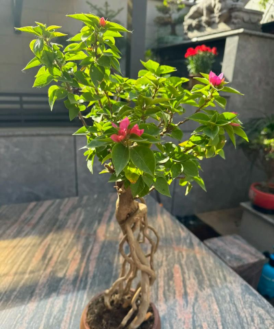 家庭养花用生根粉