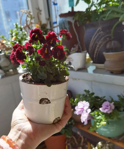 家庭养花用生根粉