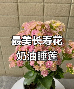 长寿花吃什么水最好 长寿花吃什么水最好