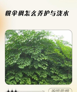 幌伞枫怎么浇水