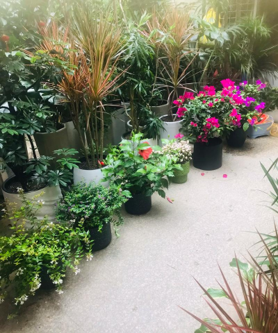 家庭养花用生根粉