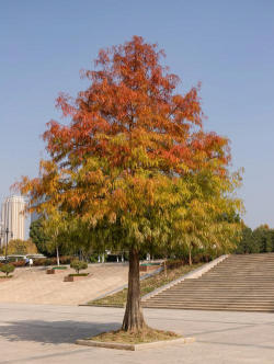 武汉有什么特殊的树