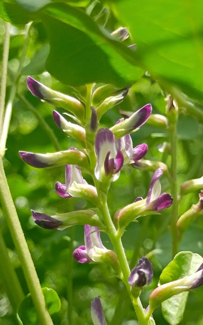 屋内放甘草花如何