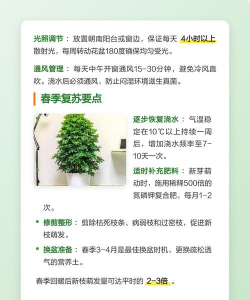 鸭脚木冬天如何养护