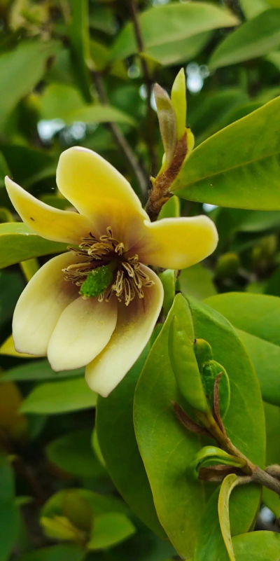 深山含笑的花叫什么