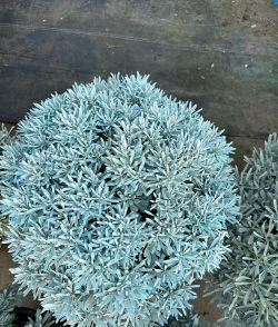 芙蓉菊是什么花类