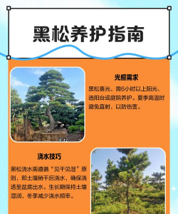 黑松如何种养护