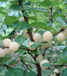 毛樱桃什么时候播种