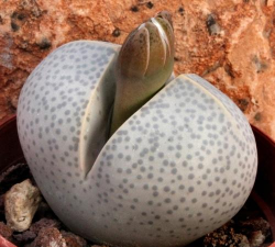 春桃玉怎么繁殖