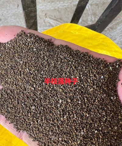 半枝莲种子如何收集