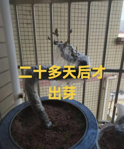 家庭养花用生根粉