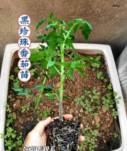 植物黑珍珠怎么种植