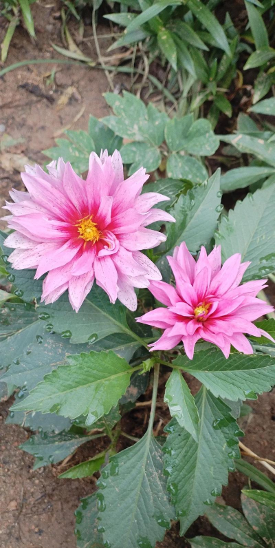 白薯花也叫什么花