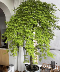 鸡爪红枫树如何养