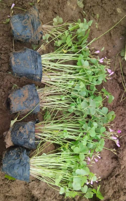 家庭养花用生根粉