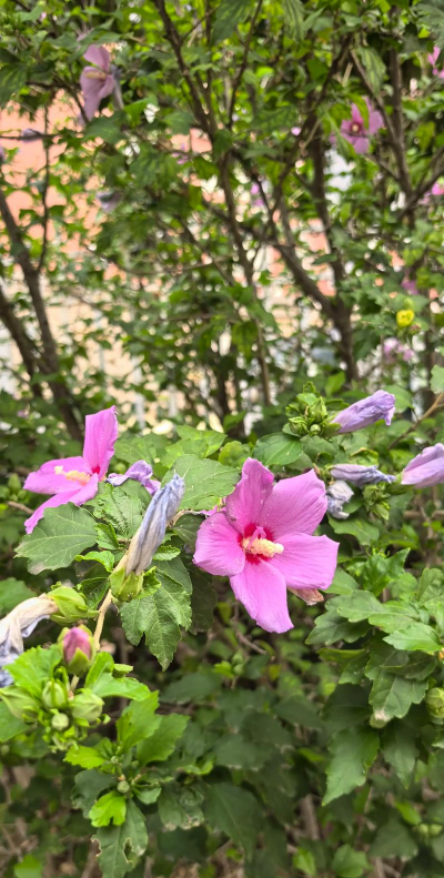 秋季有什么灌木花卉